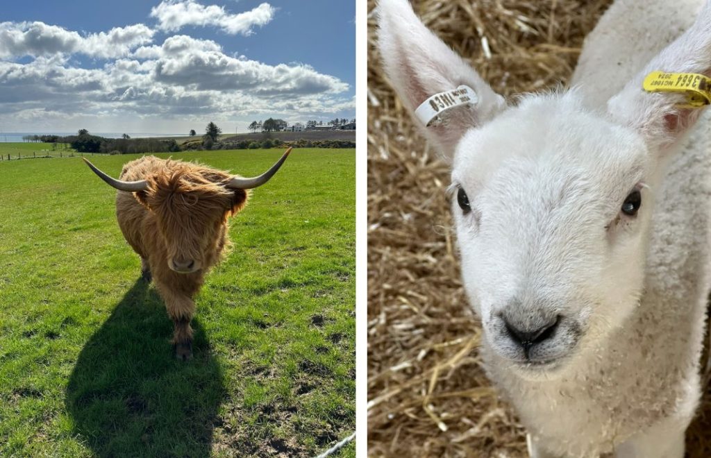 Farm Stop utenfor Aberdeen er hjem til highland cows og søte lam
