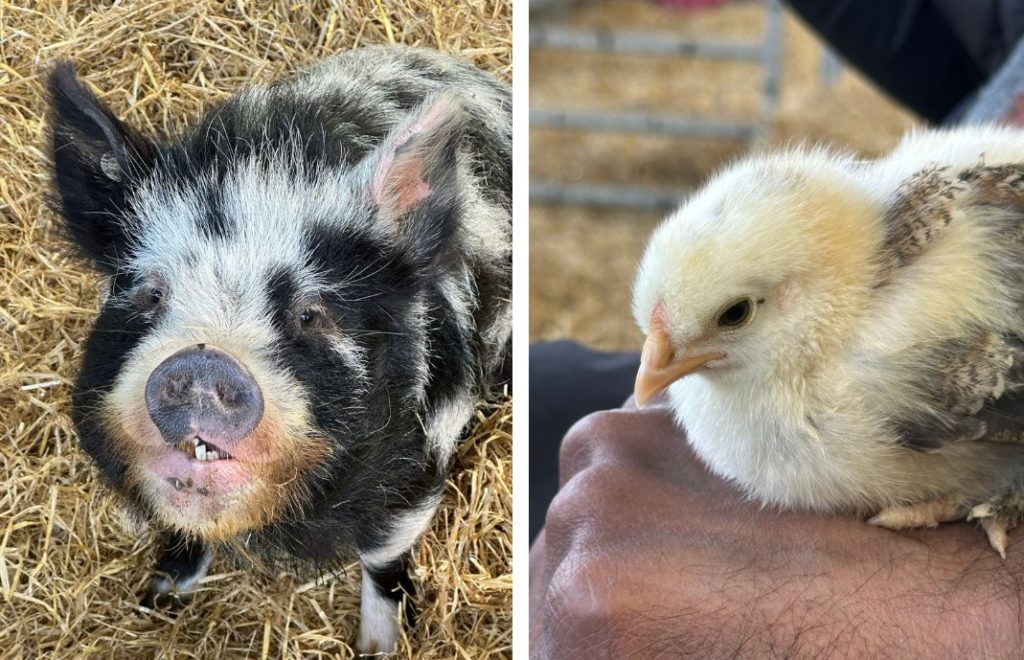 Søte griser og yndige kyllinger bor på Farm Stop utenfor Aberdeen