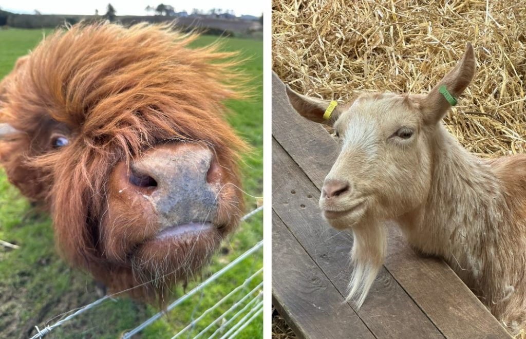 På Farm Stop kan du hilse på sauer, griser, geiter, kaniner, ender, høner, esler, alpakkaer og høylandsfe.