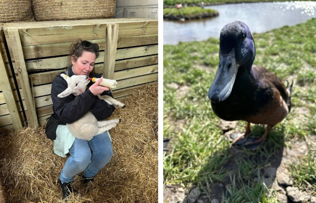 På Farm Stop utenfor Aberdeen kan du mate lam og hilse på endene
