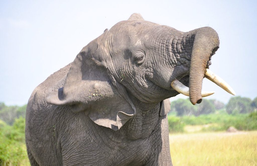 En elefant koser seg i Queen Elizabeth nasjonalpark i Uganda