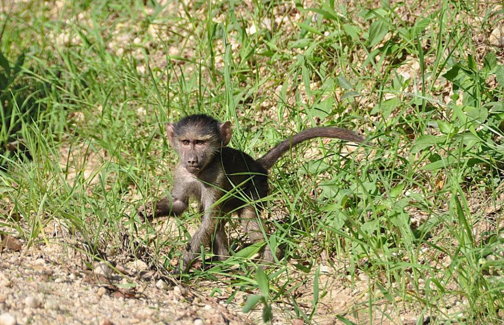 Sjarmerende liten bavianunge i Queen Elizabeth nasjonalpark