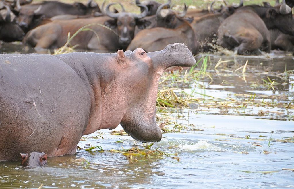 En trøtt flodhest har startet dagen i Queen Elizabeth nasjonalpark