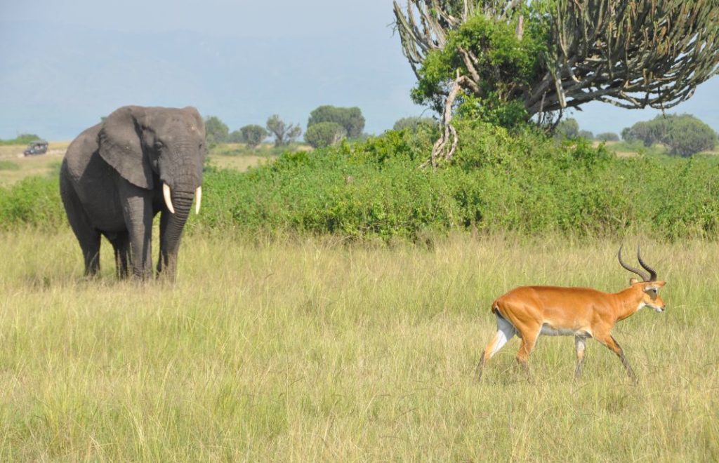 Queen Elizabeth nasjonalpark i Uganda er hjem til et spektakulært dyreliv