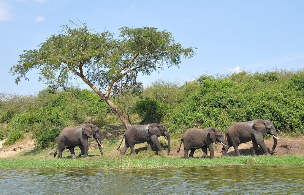 Elefanter på vandring langs Kazinga Channel i Queen Elizabeth nasjonalpark