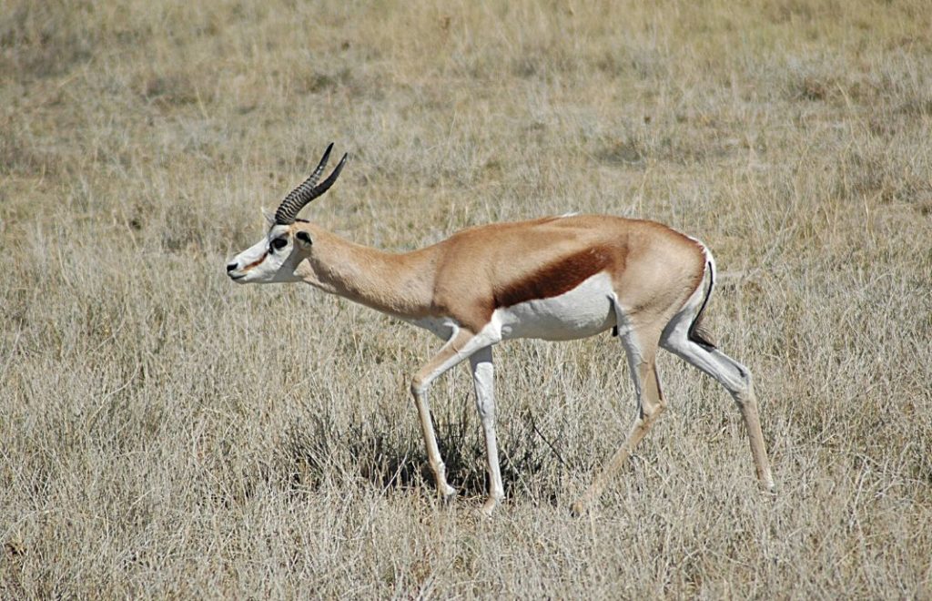 En antilope smyger seg forbi safarientusiastene i Etosha nasjonalpark i Namibia