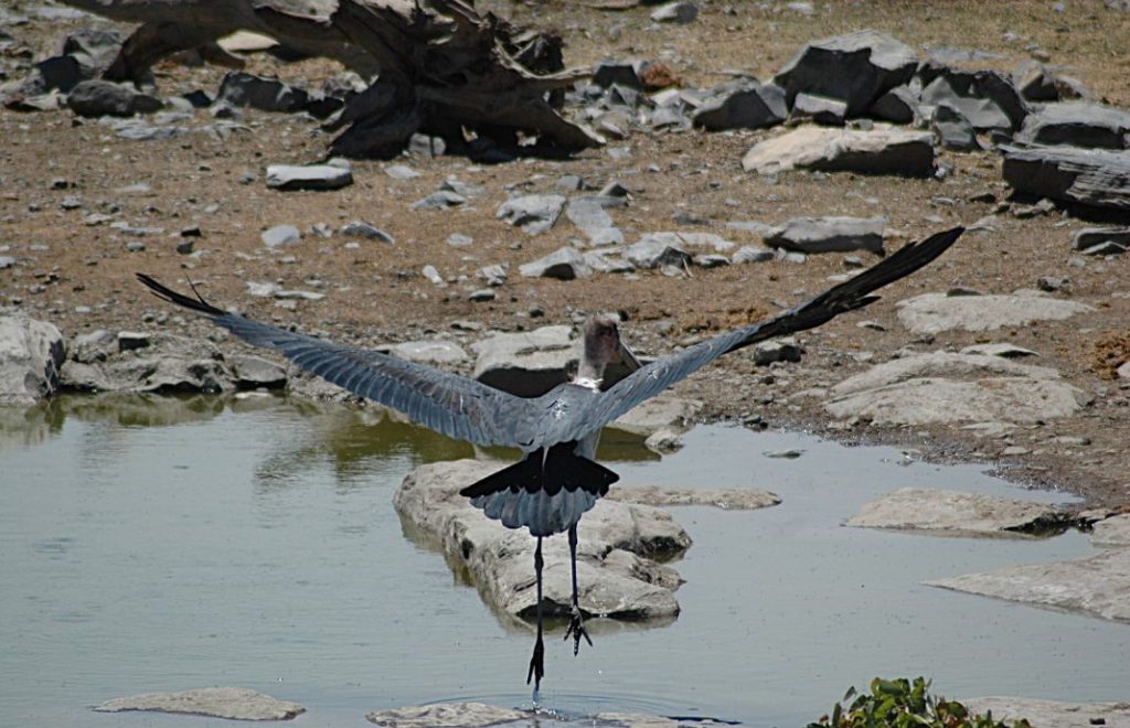 Maribustorken sprer sine vinger i Etosha nasjonalpark i Namibia