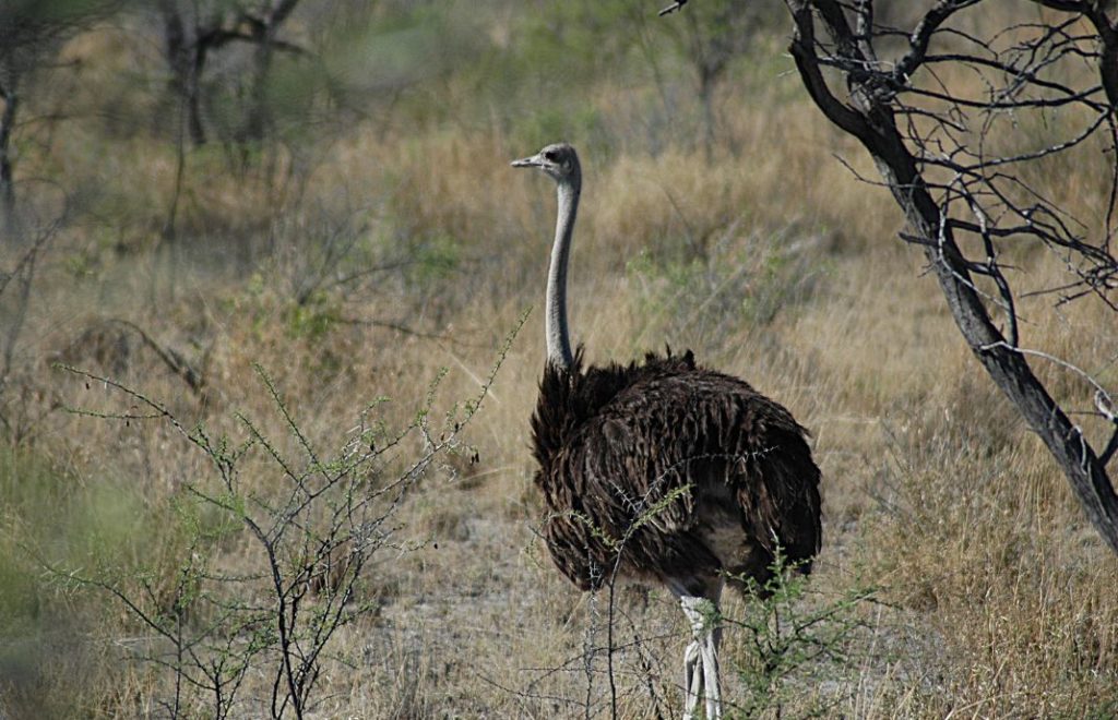 Det er ikke uvanlig å se struts i Etosha nasjonalpark i Namibia