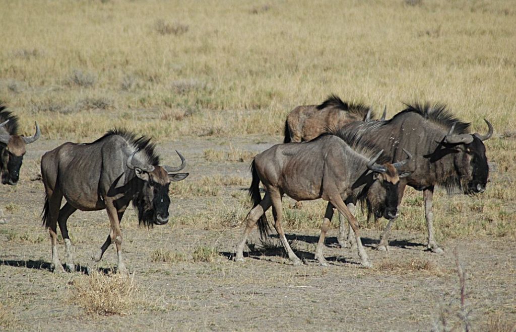 Gnuer på vandring i Etosha nasjonalpark i Namibia