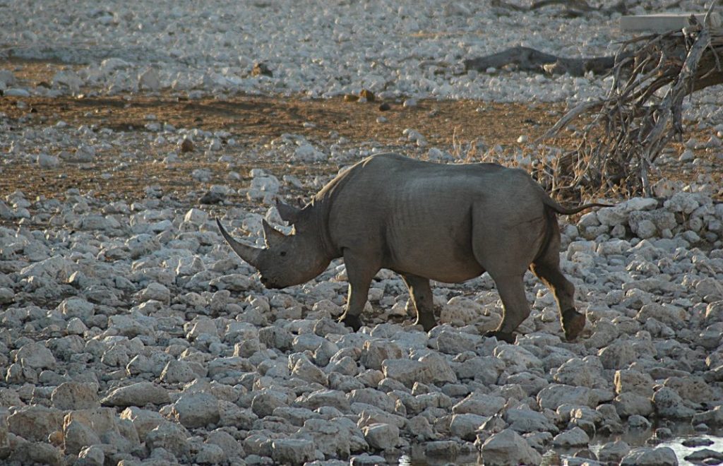 Neshornet er et imponerende syn og er du heldig får du se dem i Etosha nasjonalpark i Namibia