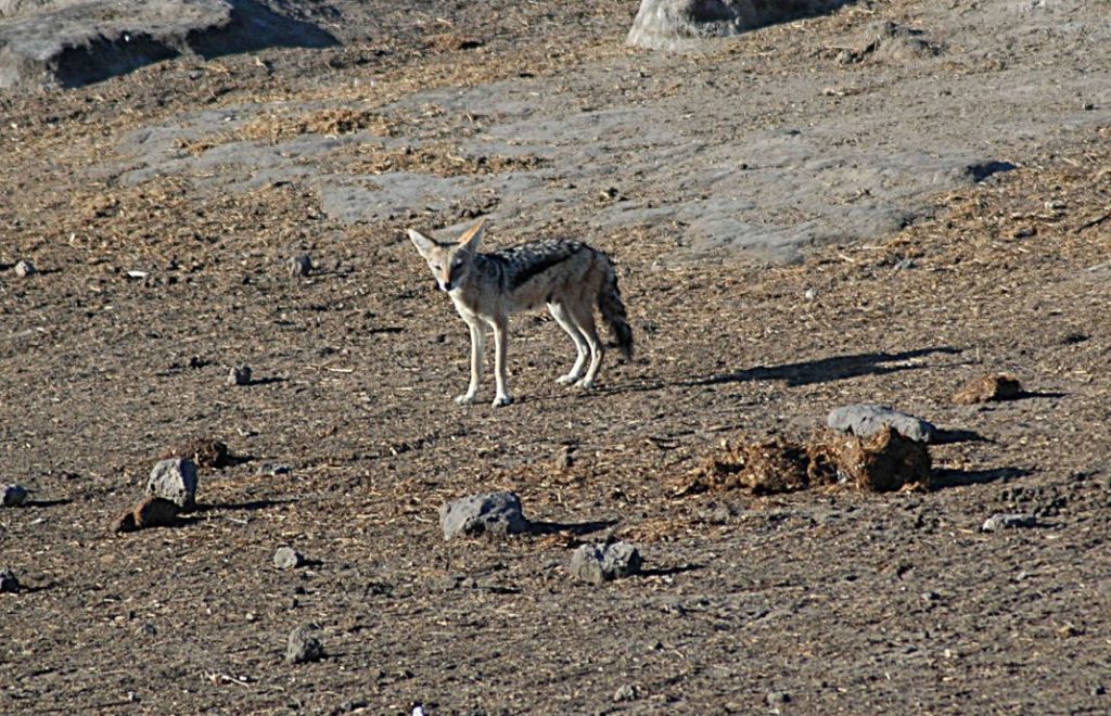 En snosm sjakal på vandring i Etosha nasjonalpark i Namibia