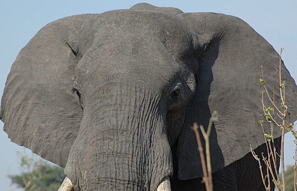 Verdens største landpattedyr, elefanten, er et imponerende syn i Etosha nasjonalpark i Namibia
