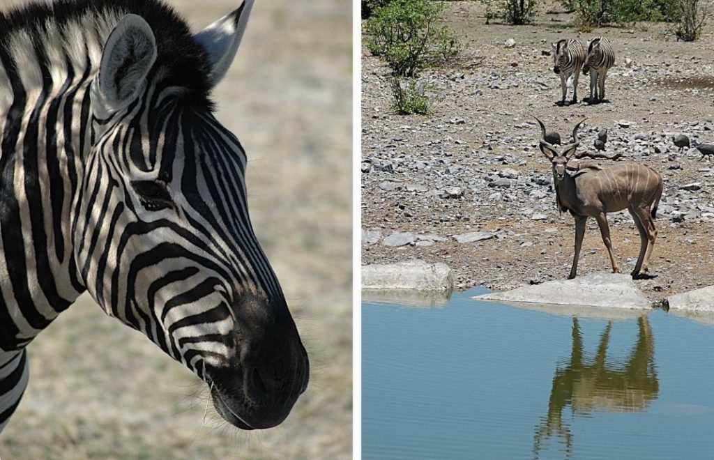 Sebra og antiloper er et vanlig syn i Etosha nasjonalpark i Namibia