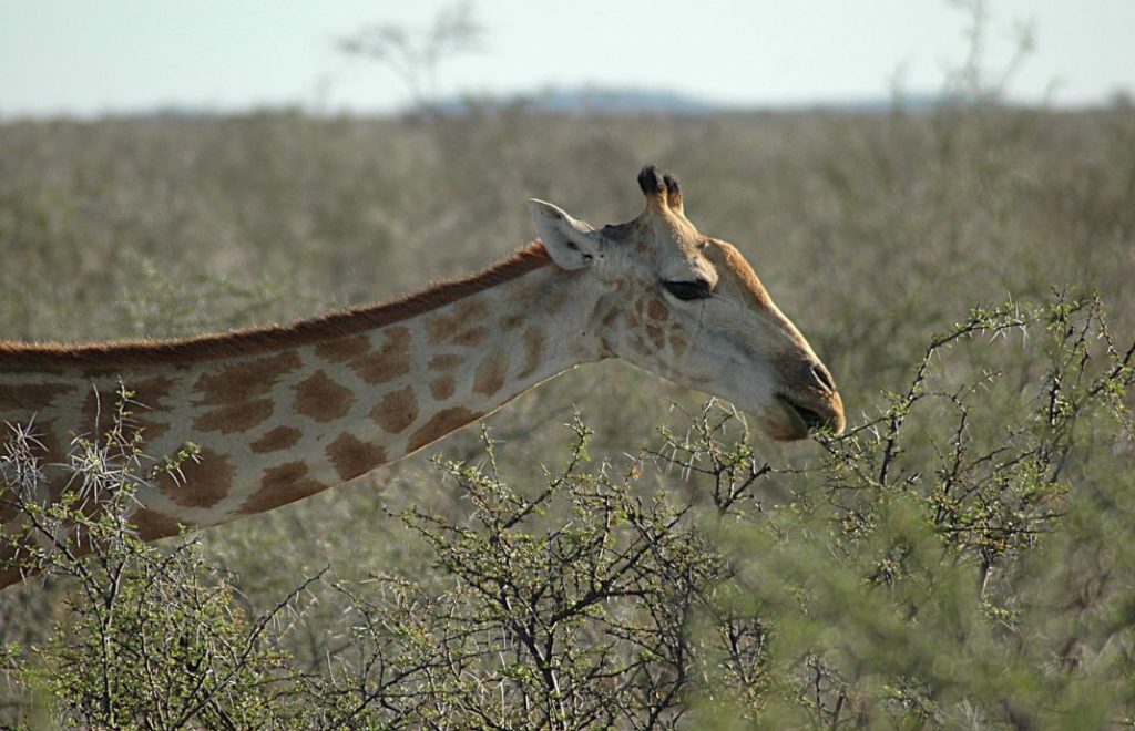 Sjiraffen synes det er på tide å spise litt - igjen - i Etosha nasjonalpark i Namibia