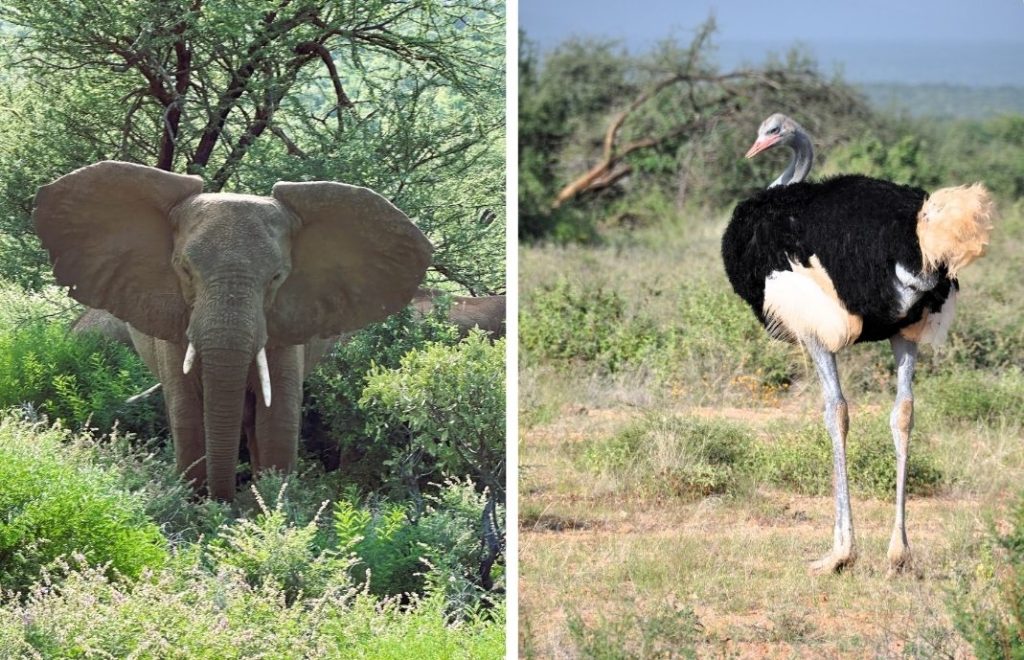 Safari i Samburu nasjonalpark tar deg tett på elefanter og struts. 