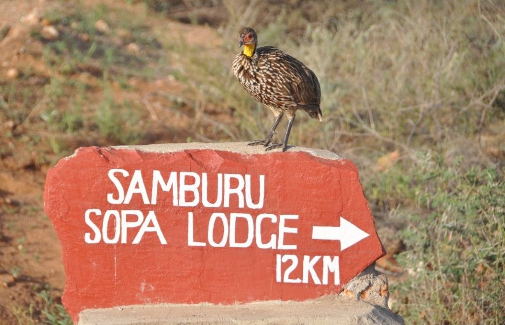 Samburu Sopa Lodge ligger inne i Samburu nasjonalpark i Kenya. 