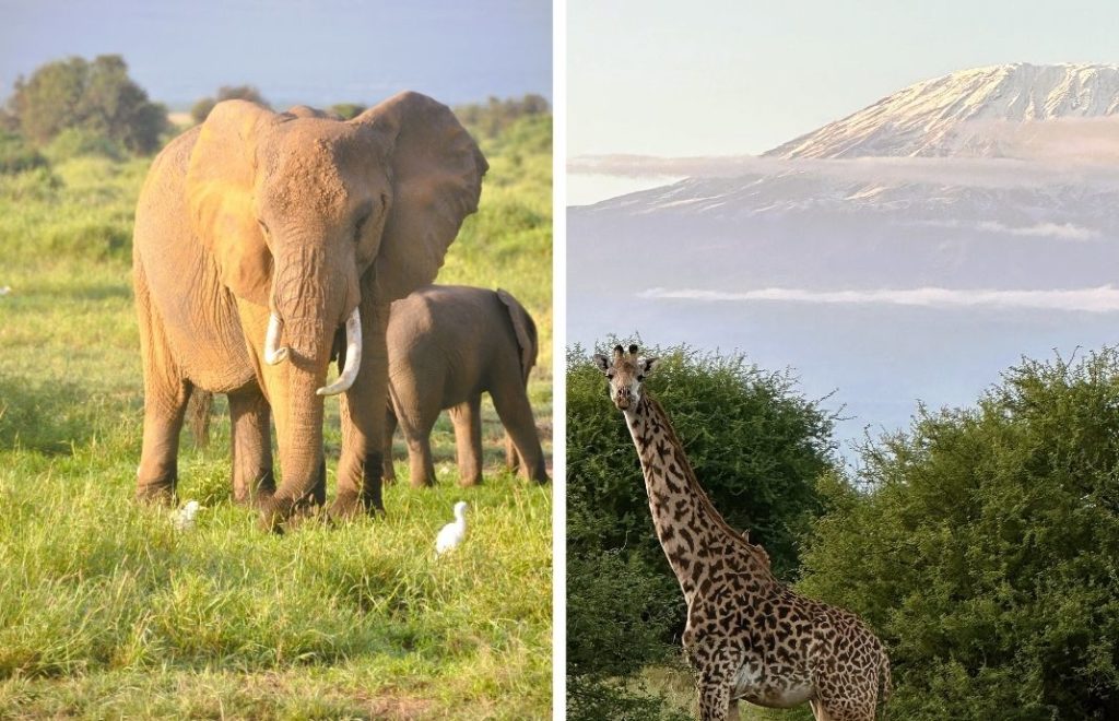 Elefanter og sjiraff i Amboseli nasjonalpark