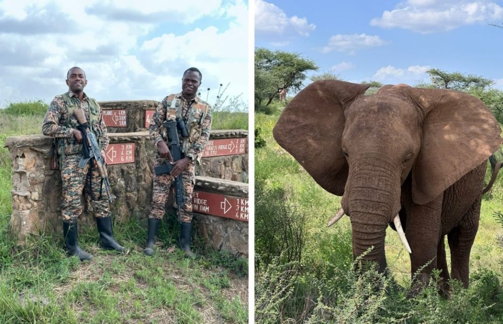 Viltvokerne i Kenya jobber hardt for å beskytte elefantene. 