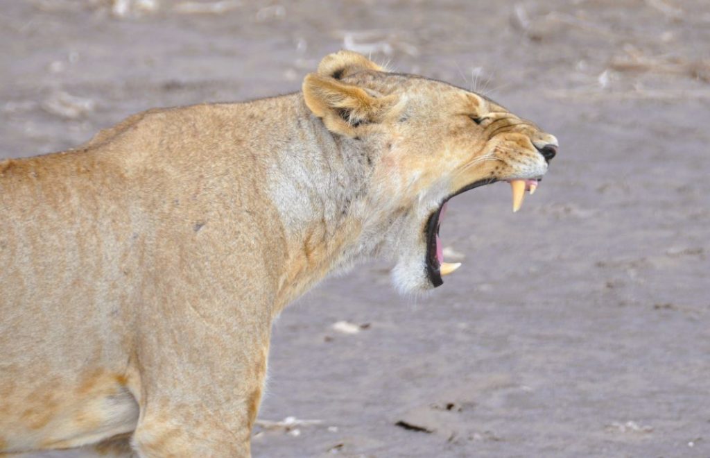 Serengeti er hjem til 3000 løver