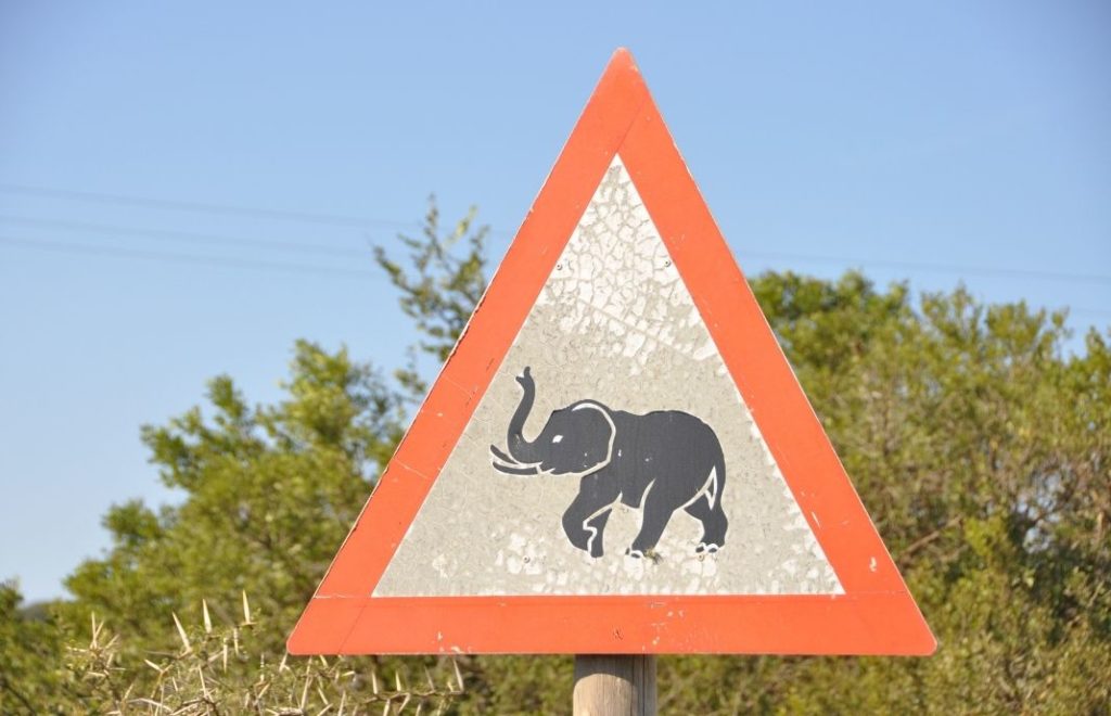 Dyrene har alle rettigheter i Afrika