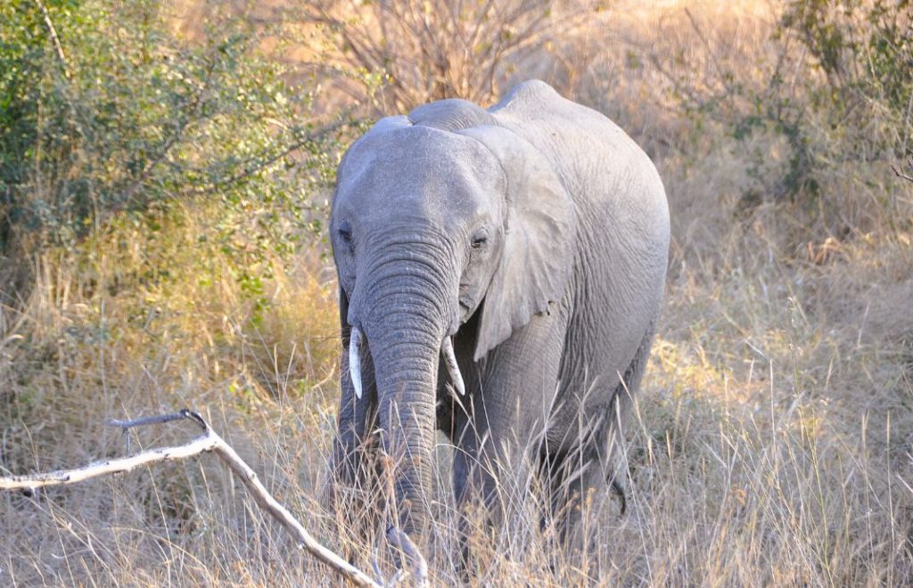 Elefant i Kruger nasjonalpark