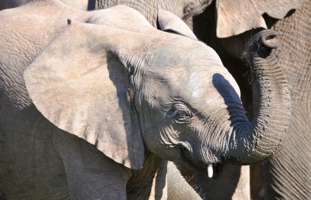 Elefantunge i Addo nasjonalpark