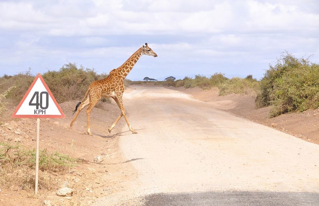Sjiraff på vandring i Amboseli 