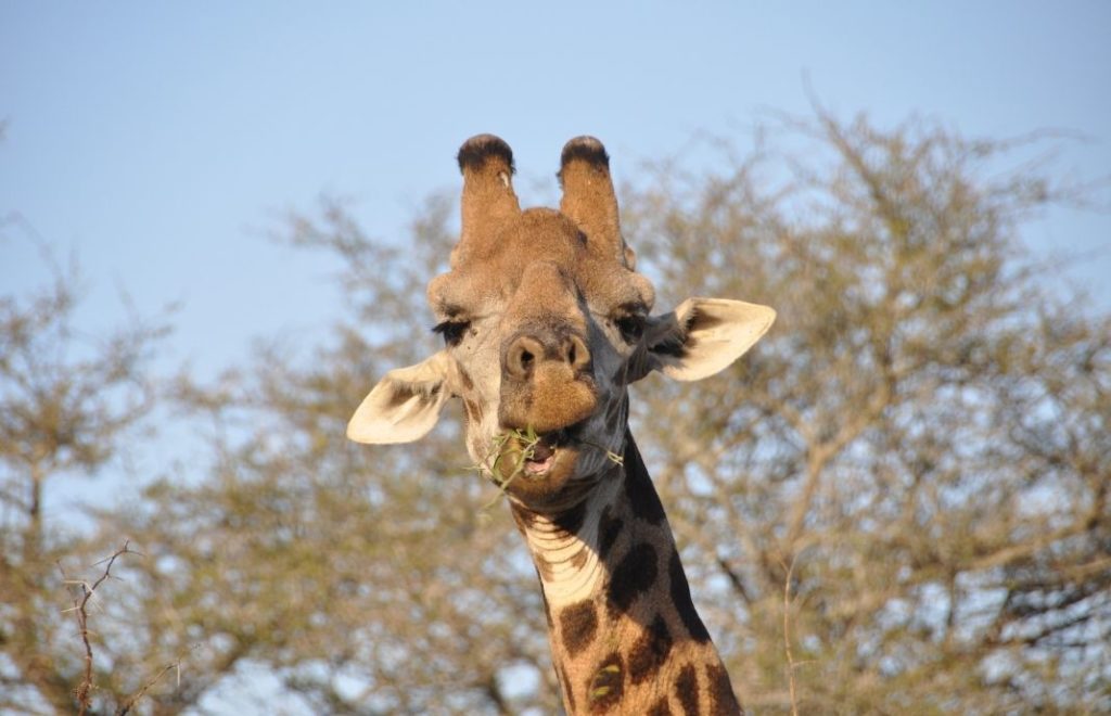 Sjiraff i Kruger nasjonalpark