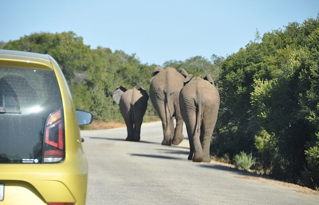 I Addo nasjonalpark kan du kjøre selv